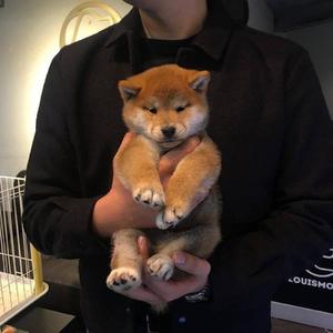 包头窗帘杆生产厂家用小狼营销导航
